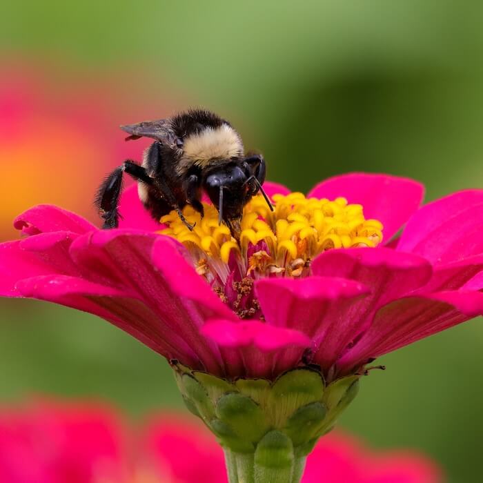Riveridge - bee on top of pink flower