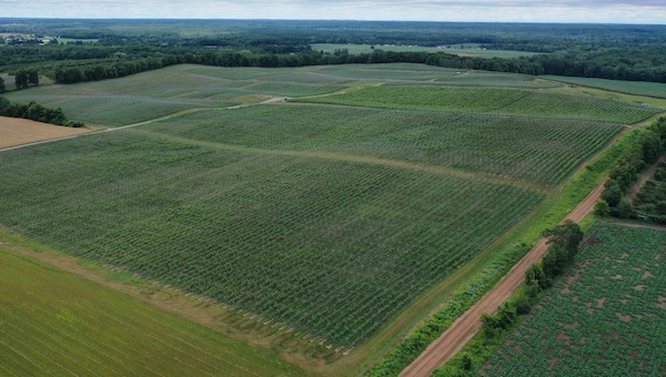 Cherry Field