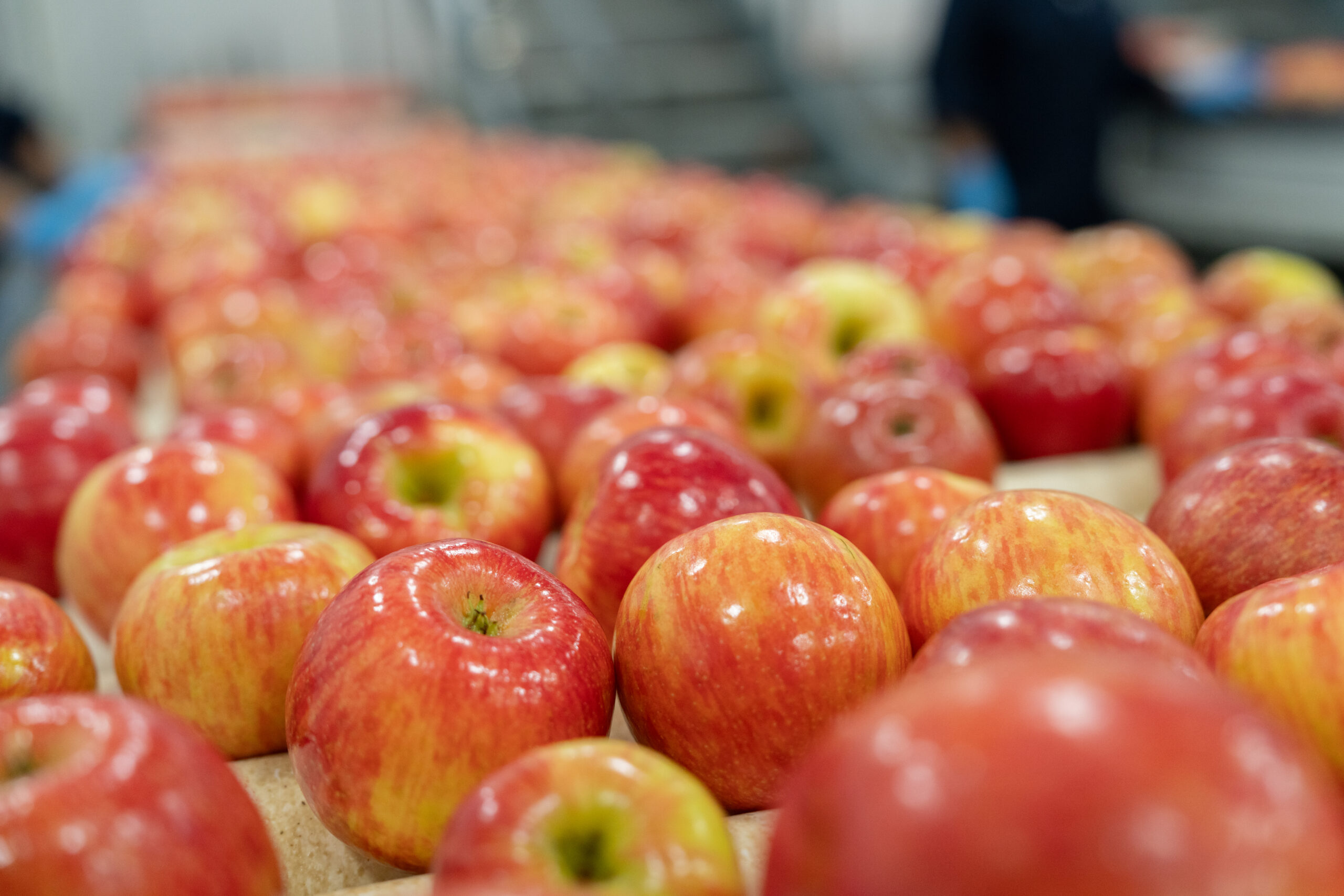 riveridge apple crate bin in orchard