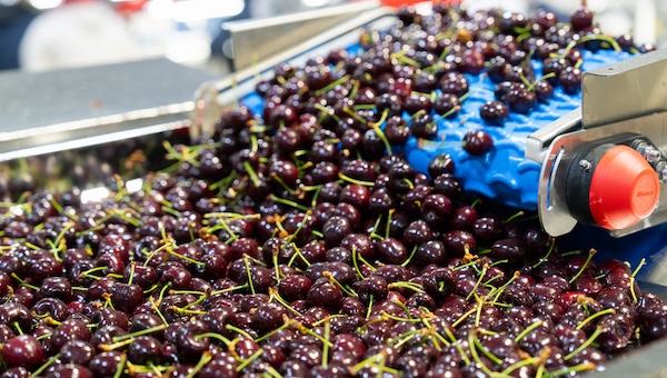 Cherry Cold Packing Line