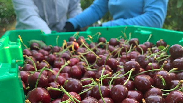 cherry picked in field