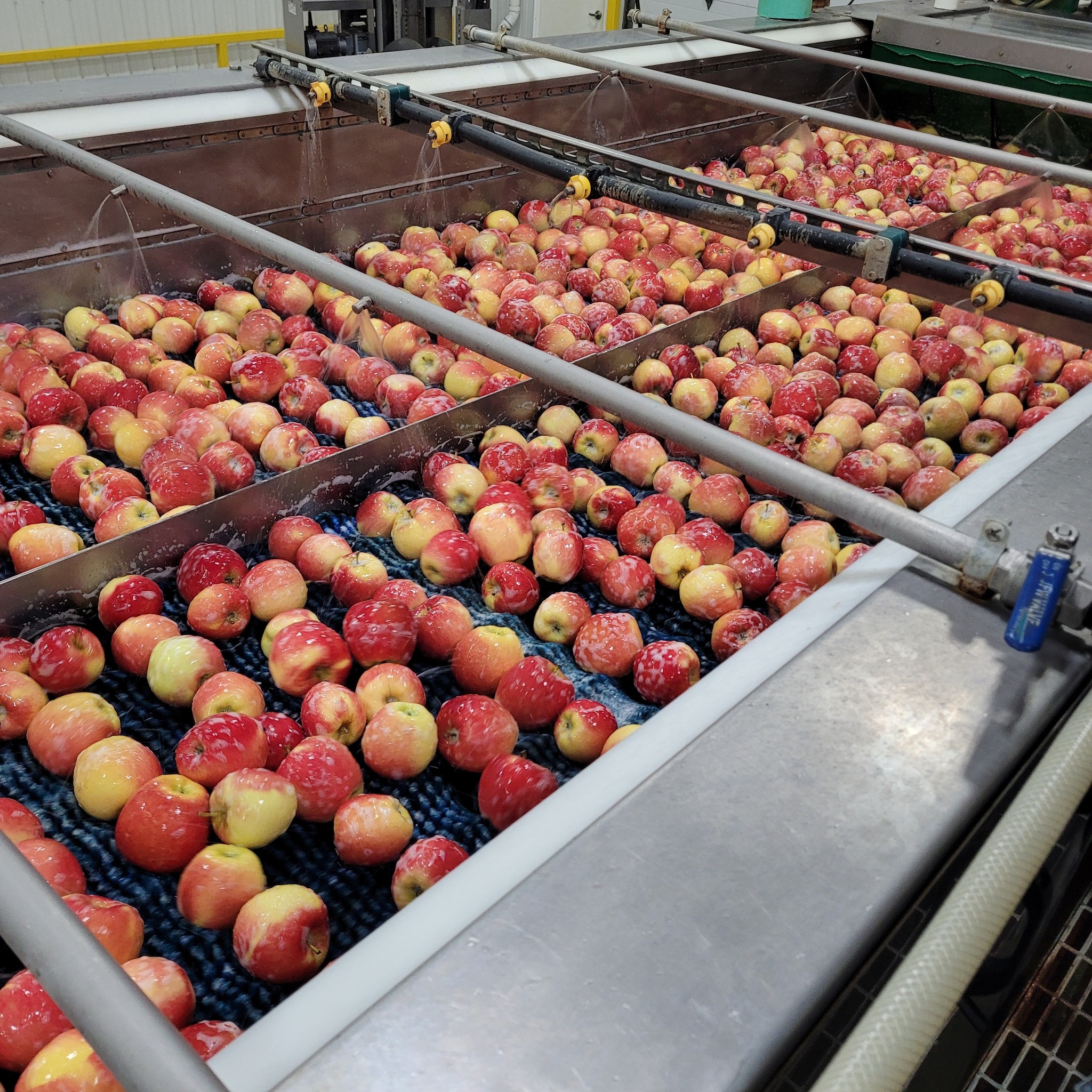 Riveridge orchard and packing operations