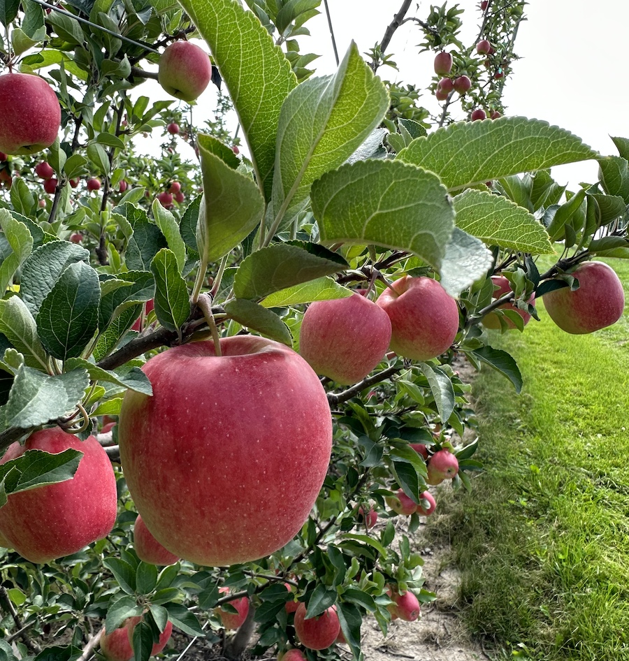 organic apple ambrosia orchard