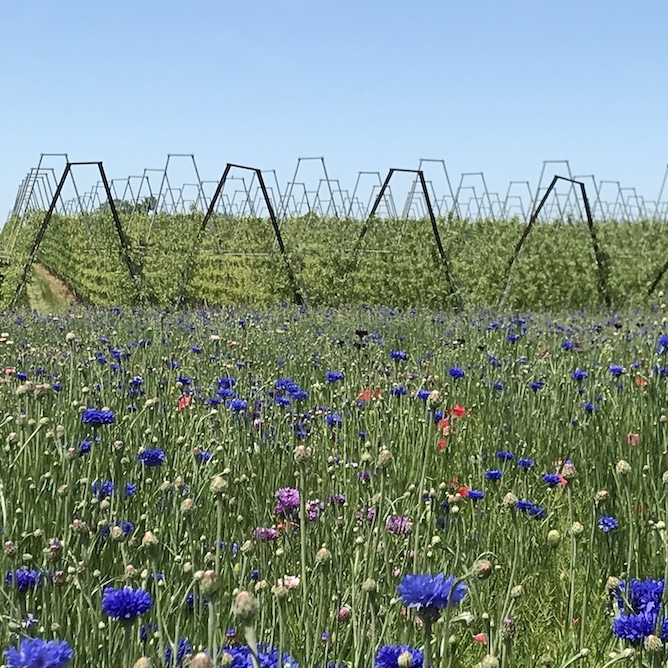 wildflower fields for bees