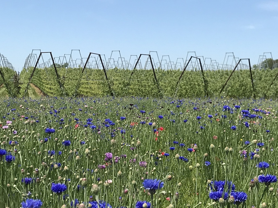 wildflower fields for bees
