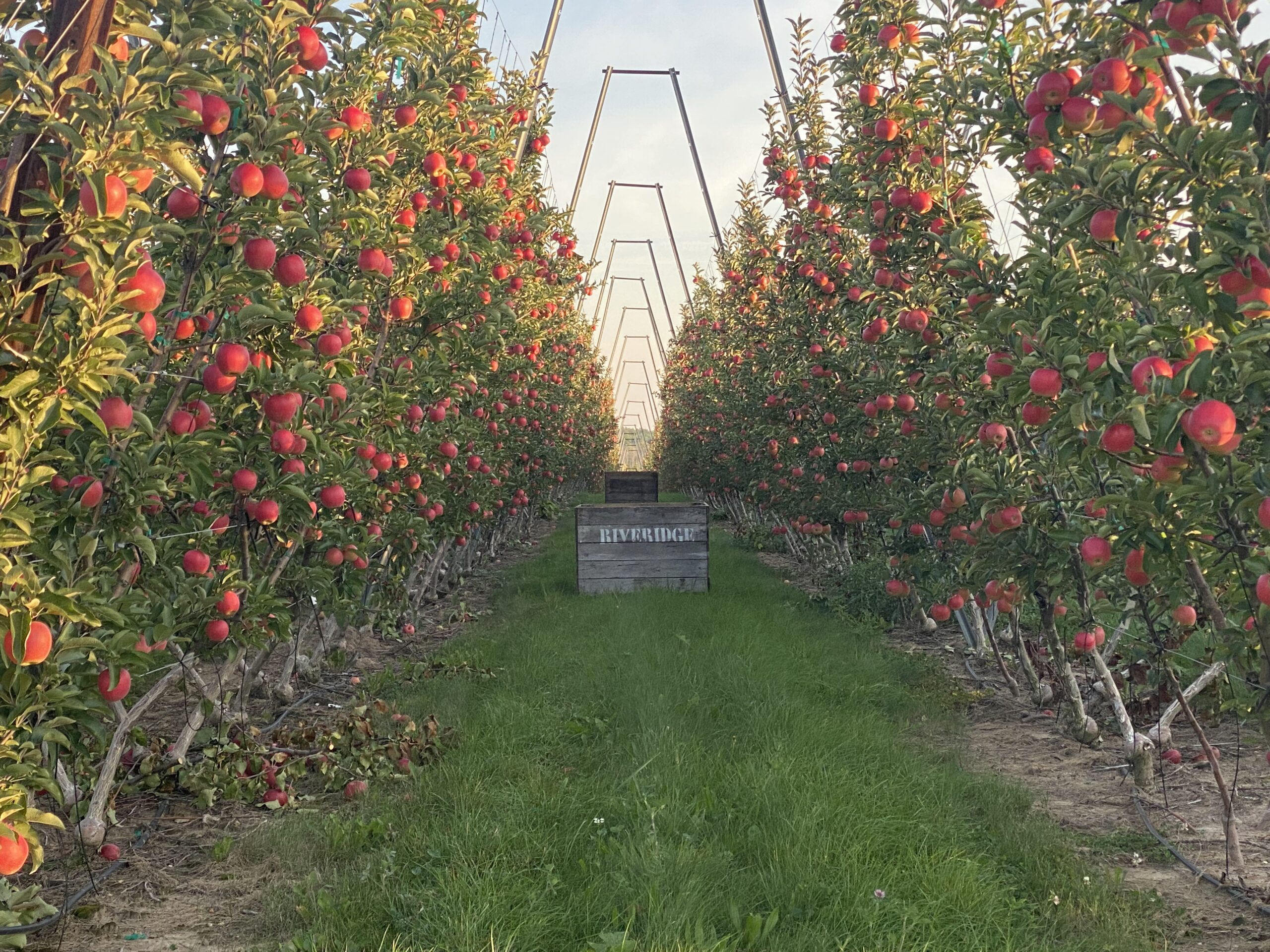 orchard