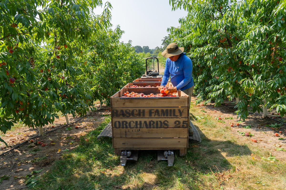 Riveridge Peaches Rasche Family<br />
