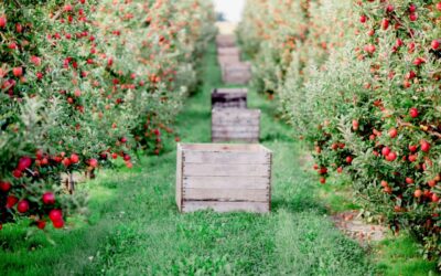 Riveridge Produce Marketing Increases Michigan Fresh Apple Market Volume to 50 Percent with Addition of Jack Brown Produce