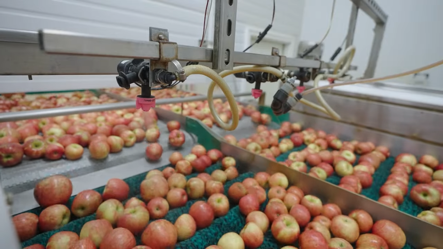 waxing apples<br />
