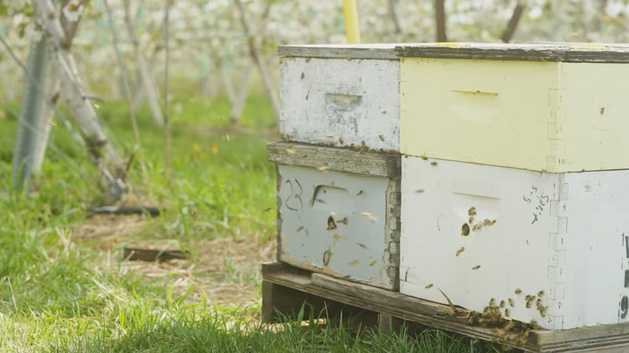 behive in orchard<br />
