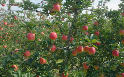Riveridge Creates New Customer Relationship Role with Addition of Produce and Michigan Apple Pro