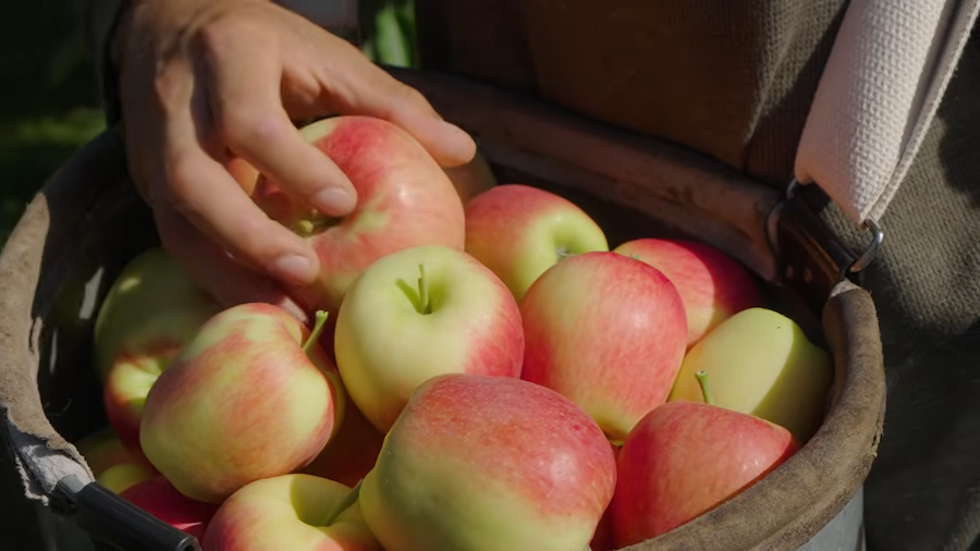 Close view of apple skin