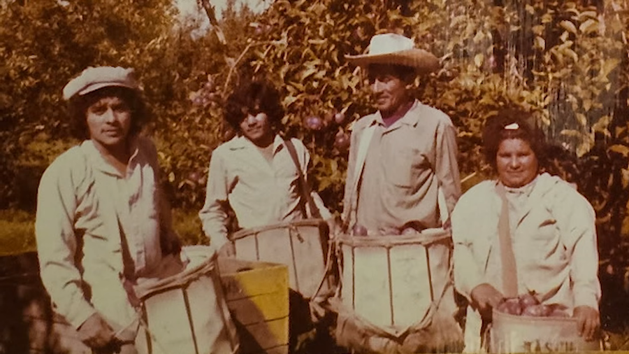 Apple pickers working an orchard block