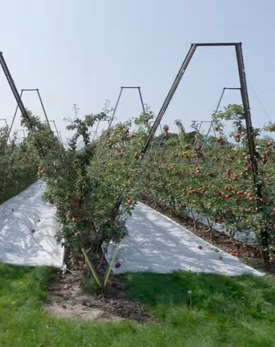 building a fruit wall