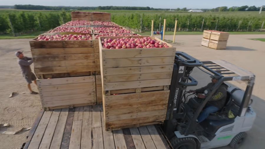 loading crates of apples on trucks for proceessing