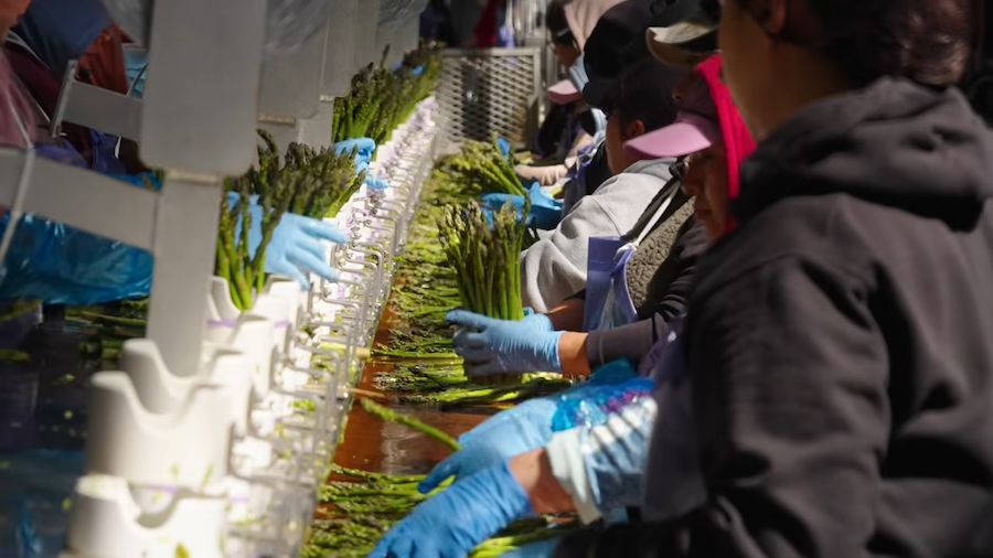 asparagus packing<br />
