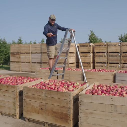 quality inspetion and photos of apple in crates-sq