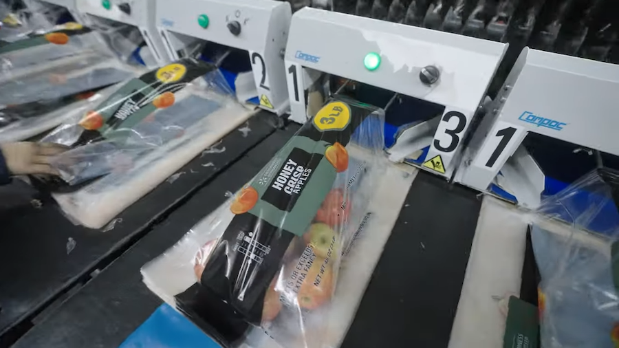 sorting apples bags
