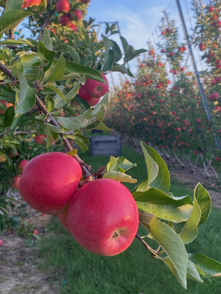 Apple Variety Riveridge - apples on trees