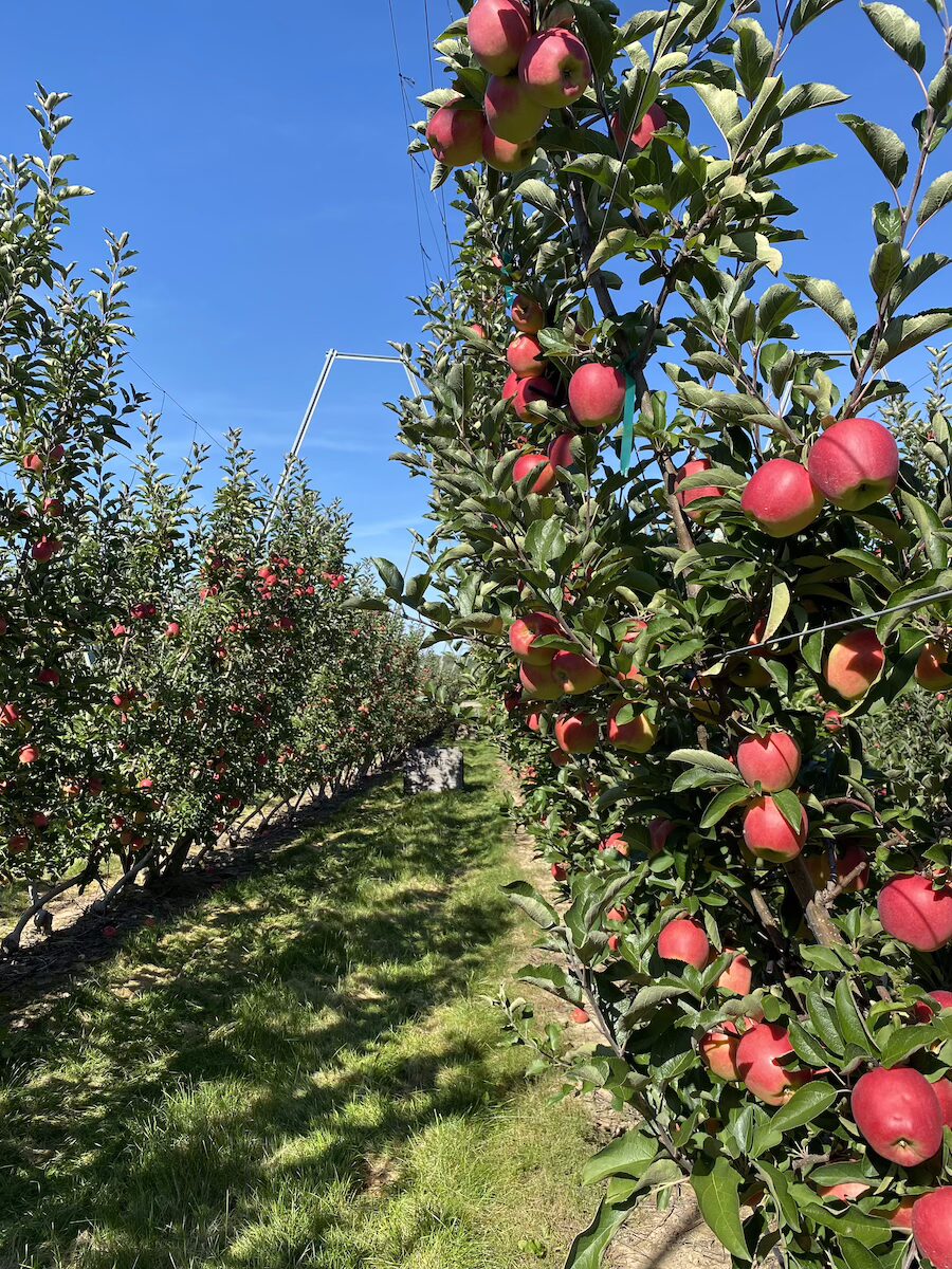 rows of fruiting apple trees