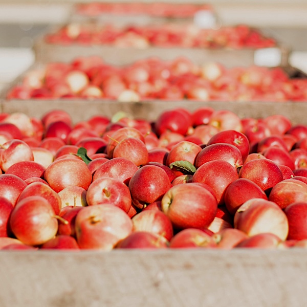 Riveridge Apples