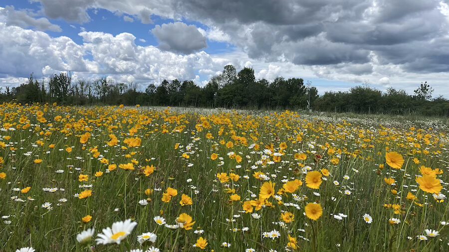 Riveridge Wildflower Habitat