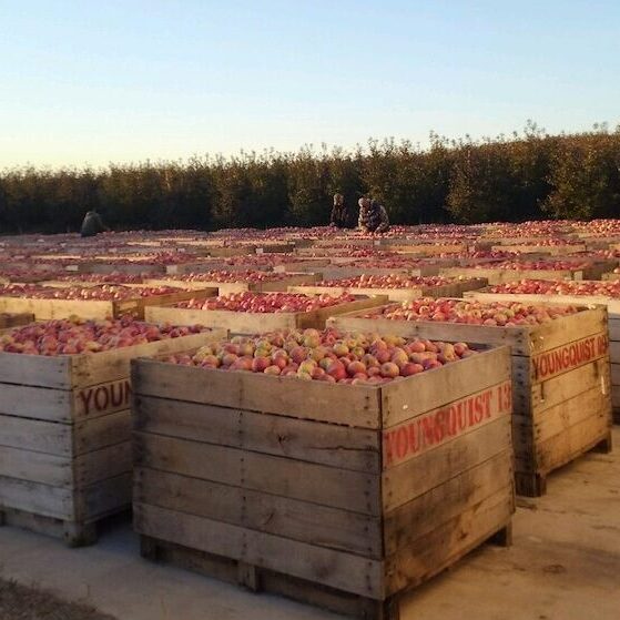 mark youngquist orchards crates of apples