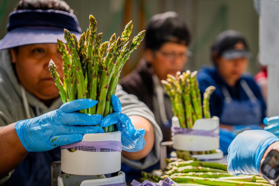 riveridge asparagus packing